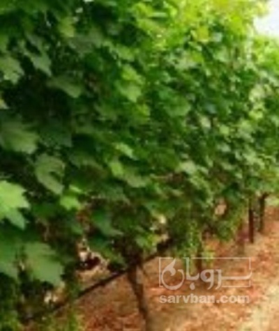 فروش انگور سیاه