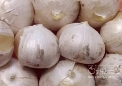 فروش موسیر پرورشی