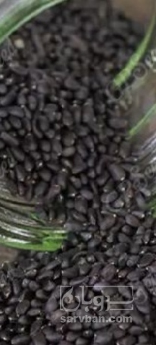 فروش تخم شربتی