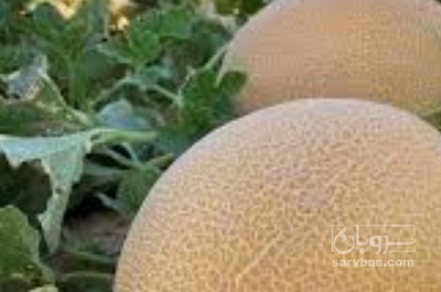 فروش ملون | سروبان