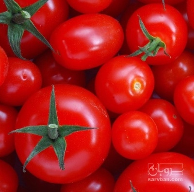 فروش گوجه فرنگی