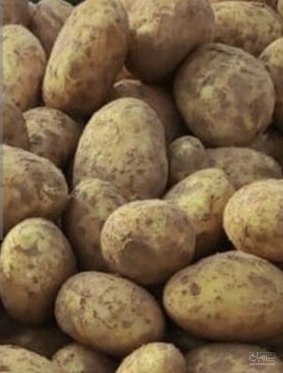 فروش سیب زمینی