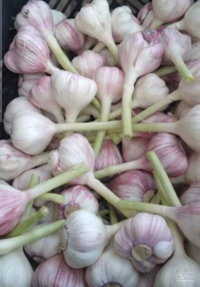 فروش سیر