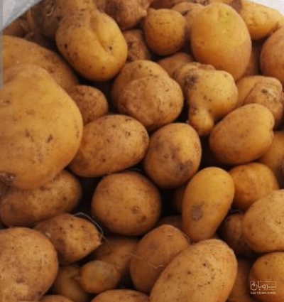 فروش سیب زمینی