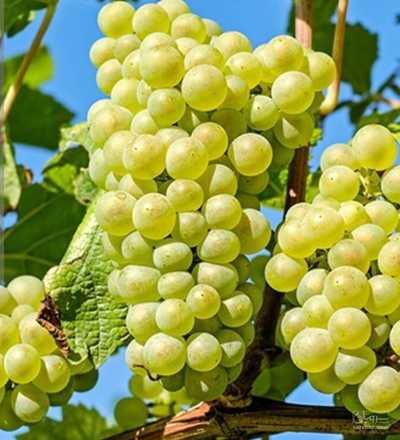 فروش انگور