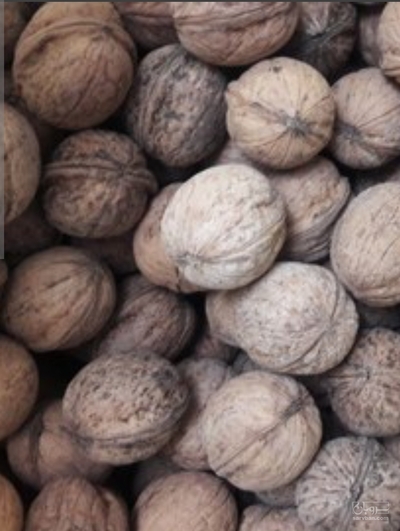 فروش گردو