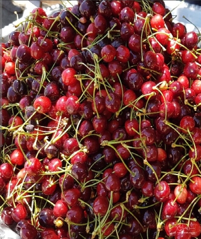 فروش گیلاس