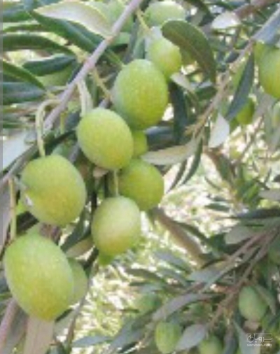 فروش زیتون