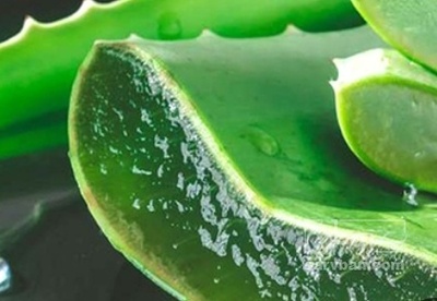 فروش آلوئه ورا (گیاه‌ دارویی)