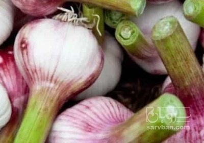 فروش سیر