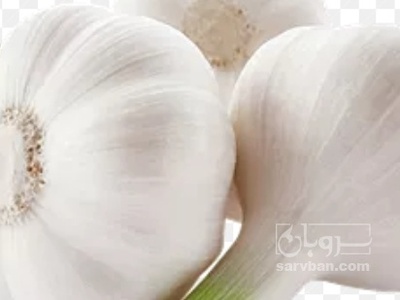 فروش سیر