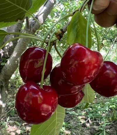 فروش گیلاس