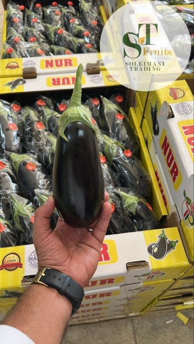 فروش بادمجان