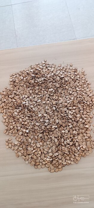 فروش تخمه هندوانه محبوبی