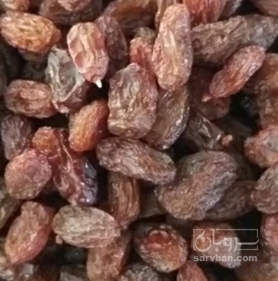 فروش کشمش شیرازی
