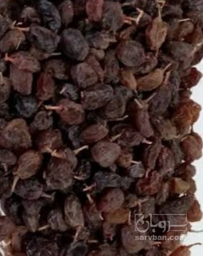 فروش کشمش مراغه