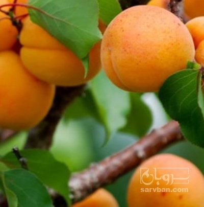 فروش زردآلو