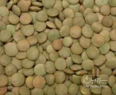 فروش عدس