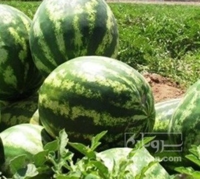 فروش هندوانه