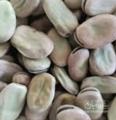 فروش باقلا تازه - باقالی - باقالا