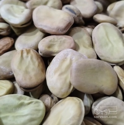 فروش باقلا تازه - باقالی - باقالا