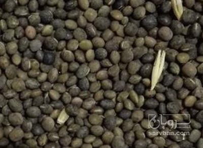 فروش قره ماش (ماش سیاه)