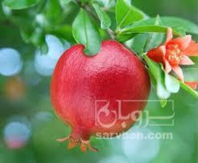 فروش انار