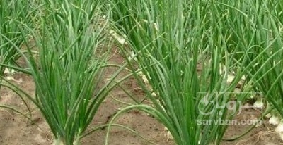فروش سیر
