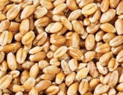 فروش گندم