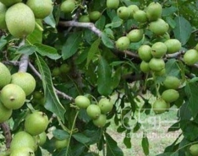 فروش گردو