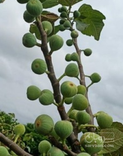 فروش انجیر