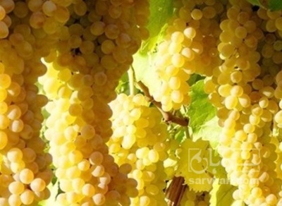 فروش انگور
