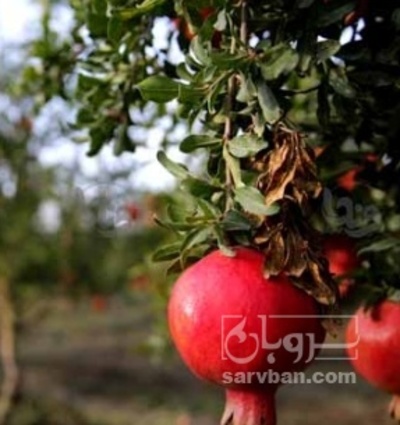 فروش انار
