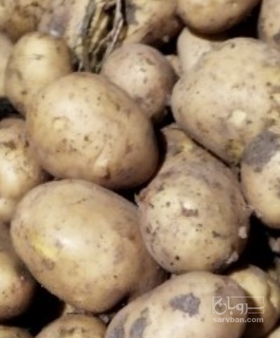 فروش سیب زمینی