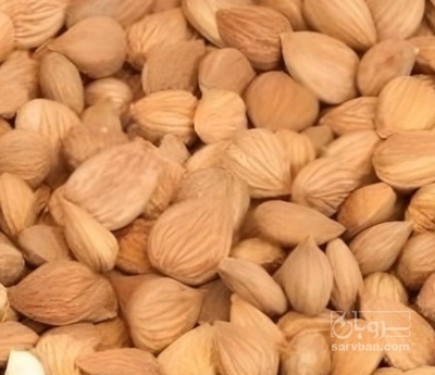 فروش هسته زردآلو تلخ