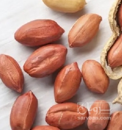 فروش بادام زمینی بی قلاف