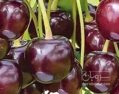 فروش آلبالو