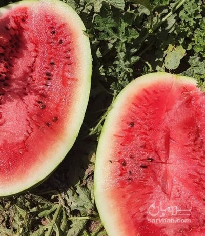 فروش هندوانه بیضی