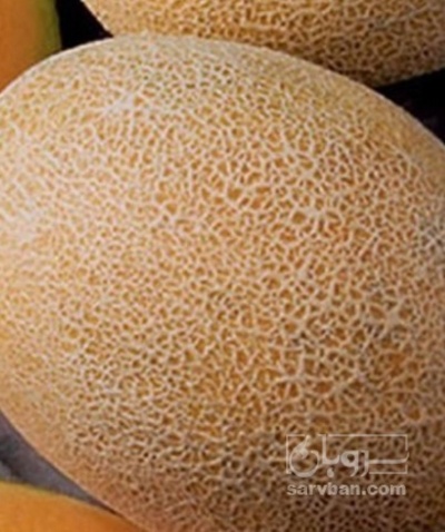فروش ملون | سروبان