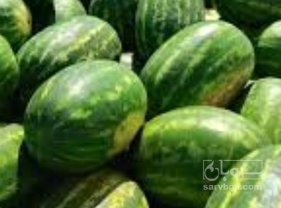 فروش هندوانه بیضی
