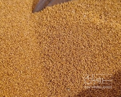 فروش خاکشیر (گیاه‌ دارویی)