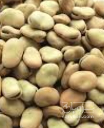 فروش باقلا تازه - باقالی - باقالا