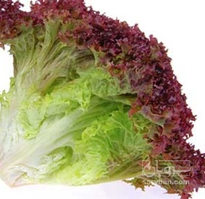 فروش کاهو فرانسوی قرمز