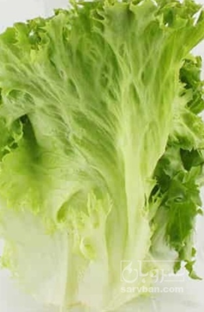 فروش کاهو فرانسوی سبز