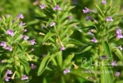 فروش کاکوتی (گیاه‌ دارویی)