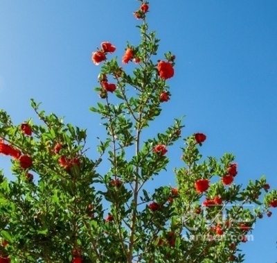 فروش گلنار فارسی ( گلانار ) (گیاه‌ دارویی)