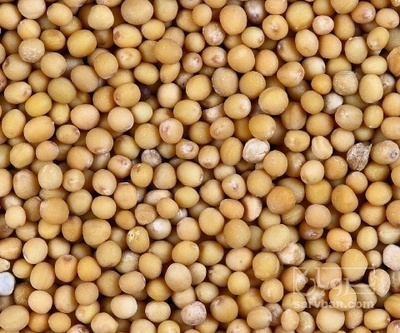 فروش خردل (گیاه‌ دارویی)