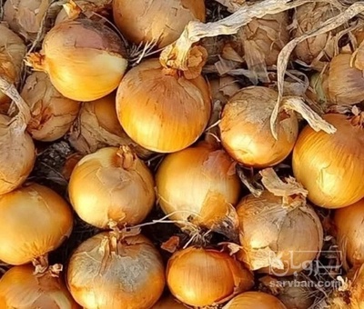 فروش پیاز زرد