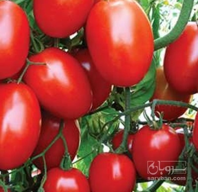 فروش گوجه فرنگی متین