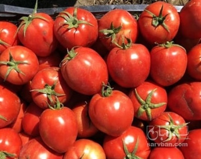 فروش گوجه فرنگی بروبیو